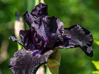 Samtige Irisblüte dunkel violett